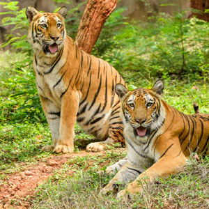 Other Attractions of Visakhapatnam